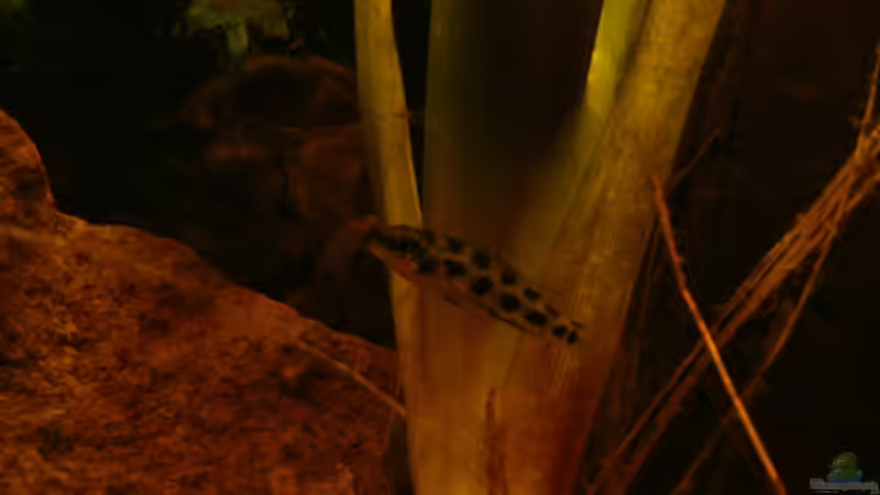 Besatz im Aquarium Dicrossus von Cichlid Power (33)