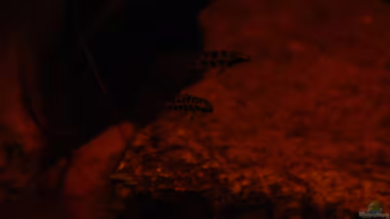 Besatz im Aquarium Dicrossus von Cichlid Power (38)