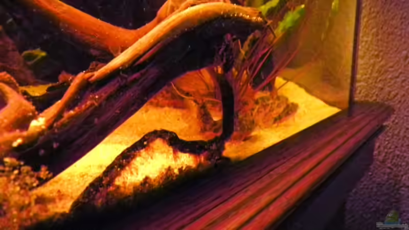 Besatz im Aquarium die dunkle seite von killerloop2004 (5)