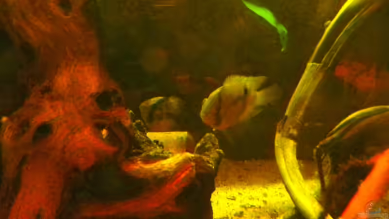 Besatz im Aquarium die dunkle seite von killerloop2004 (6)