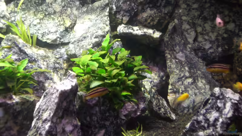 Besatz im Aquarium Die Granithöhle von Markus Maier (40)