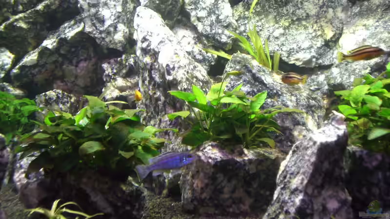 Besatz im Aquarium Die Granithöhle von Markus Maier (41)