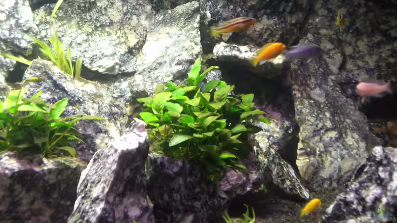 Besatz im Aquarium Die Granithöhle von Markus Maier (42)