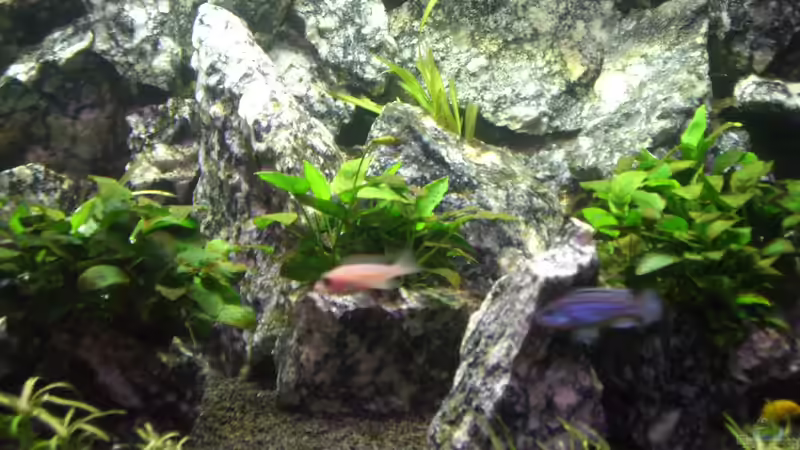 Besatz im Aquarium Die Granithöhle von Markus Maier (43)