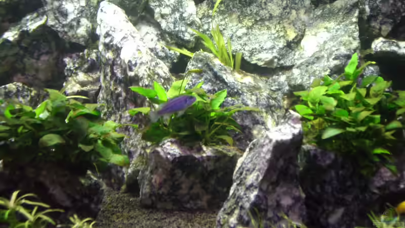 Besatz im Aquarium Die Granithöhle von Markus Maier (44)