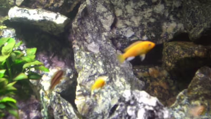 Besatz im Aquarium Die Granithöhle von Markus Maier (47)