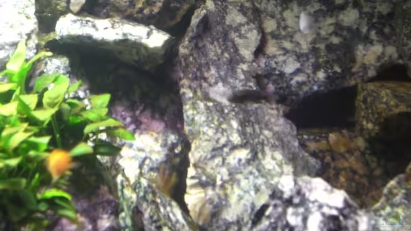Besatz im Aquarium Die Granithöhle von Markus Maier (48)