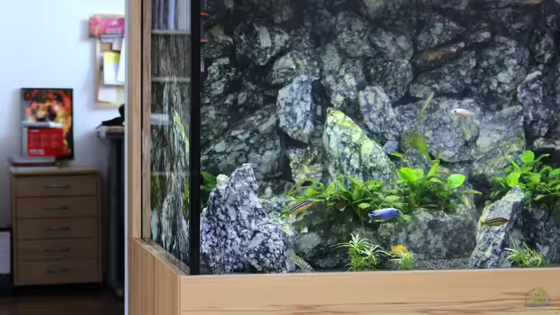 Besatz im Aquarium Die Granithöhle von Markus Maier (49)