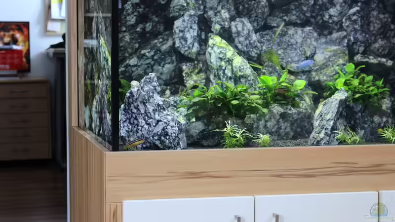 Besatz im Aquarium Die Granithöhle von Markus Maier (50)