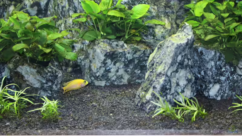 Besatz im Aquarium Die Granithöhle von Markus Maier (51)