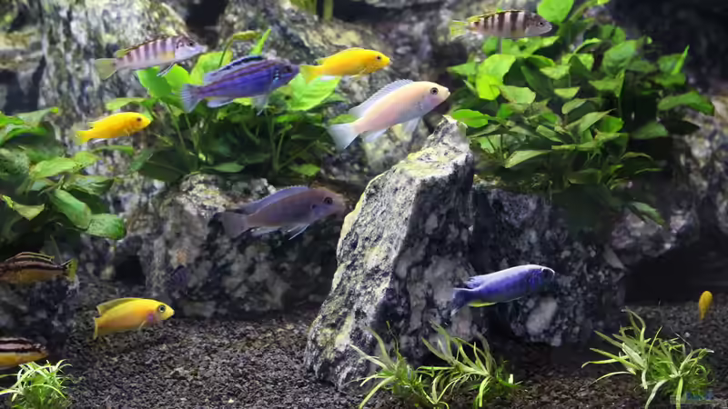 Besatz im Aquarium Die Granithöhle von Markus Maier (52)