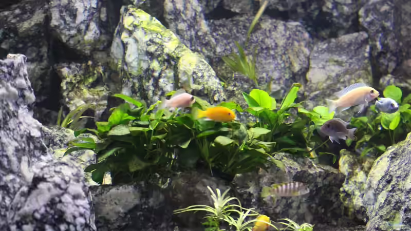 Besatz im Aquarium Die Granithöhle von Markus Maier (54)