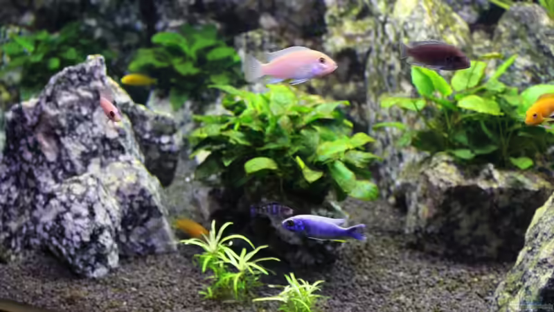 Besatz im Aquarium Die Granithöhle von Markus Maier (56)