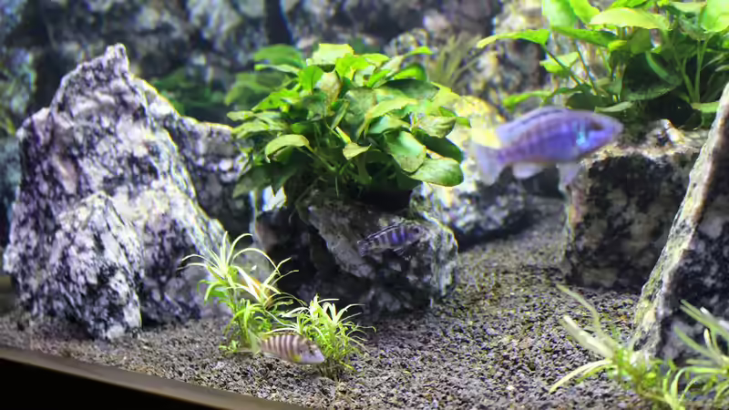 Besatz im Aquarium Die Granithöhle von Markus Maier (57)