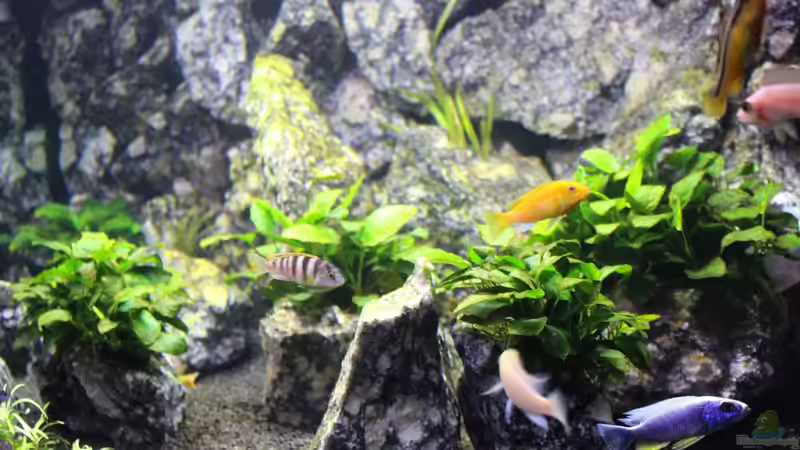 Besatz im Aquarium Die Granithöhle von Markus Maier (58)