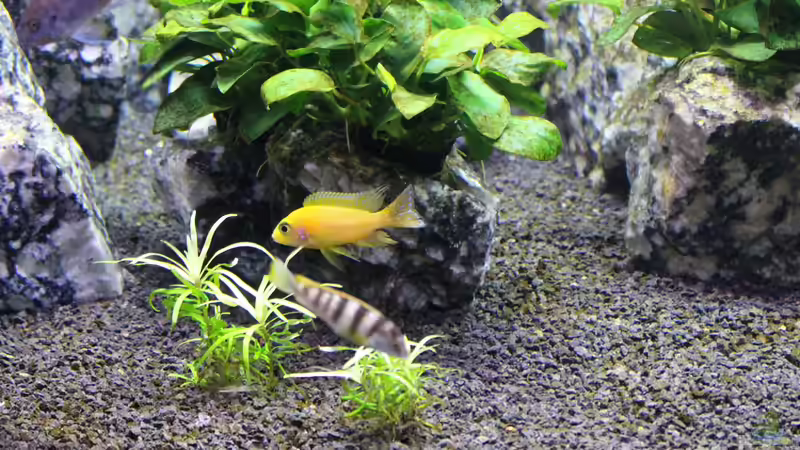 Besatz im Aquarium Die Granithöhle von Markus Maier (59)