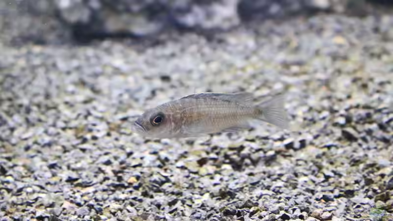 Besatz im Aquarium Die Granithöhle von Markus Maier (62)