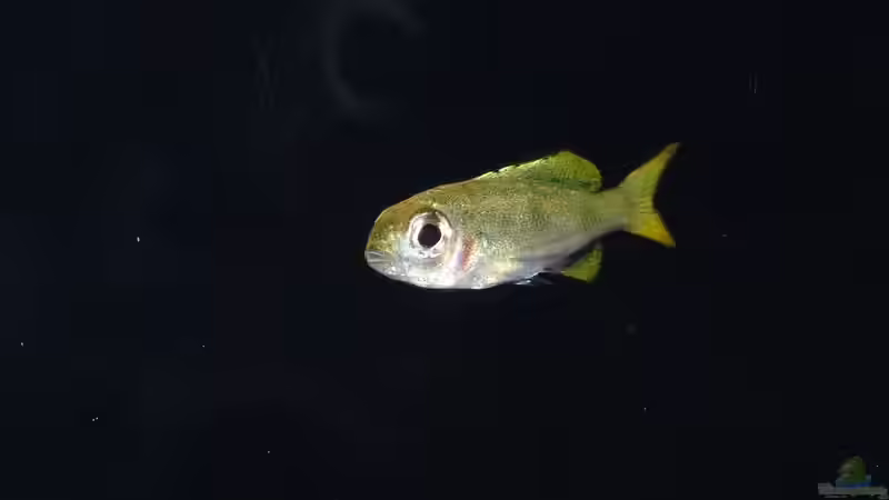 Besatz im Aquarium Die hängenden Felsen von Mpulungu von ravaka (155)
