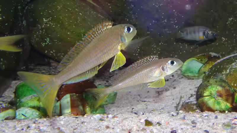 Besatz im Aquarium Die hängenden Felsen von Mpulungu von ravaka (156)