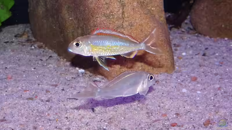 Besatz im Aquarium Die hängenden Felsen von Mpulungu von ravaka (157)