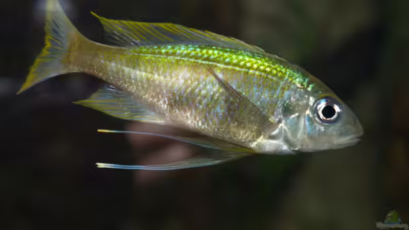 Besatz im Aquarium Die hängenden Felsen von Mpulungu von ravaka (158)