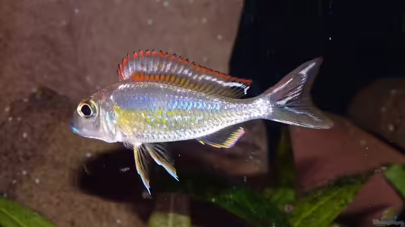 Besatz im Aquarium Die hängenden Felsen von Mpulungu von ravaka (159)