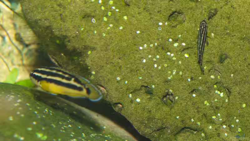Besatz im Aquarium Die hängenden Felsen von Mpulungu von ravaka (160)