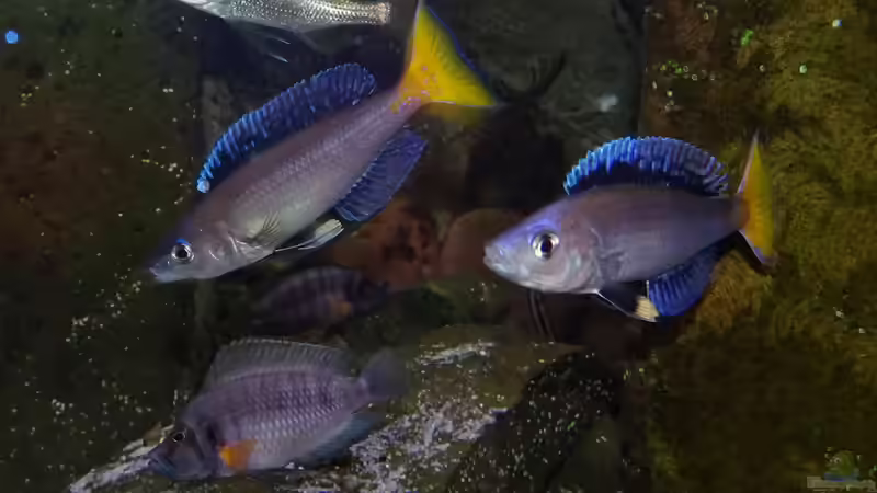 Besatz im Aquarium Die hängenden Felsen von Mpulungu von ravaka (161)