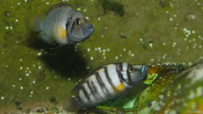 Besatz im Aquarium Die hängenden Felsen von Mpulungu von ravaka (162)