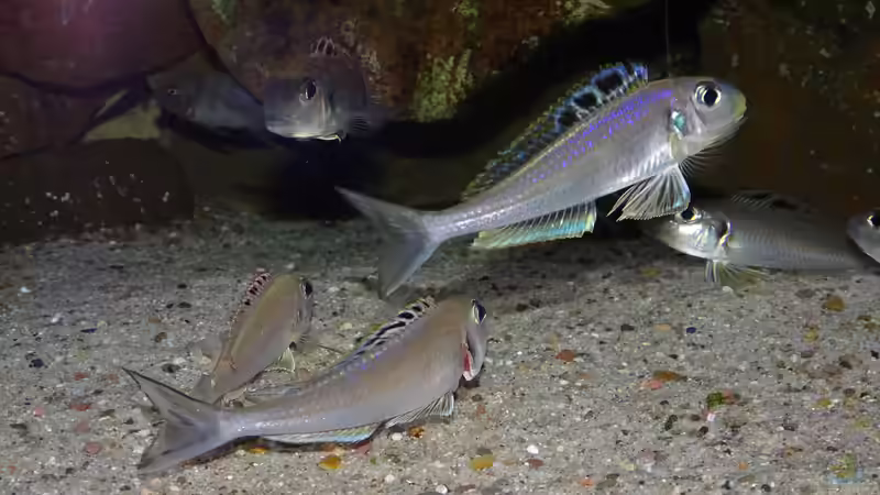 Besatz im Aquarium Die hängenden Felsen von Mpulungu von ravaka (163)