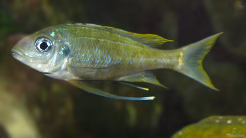Besatz im Aquarium Die hängenden Felsen von Mpulungu von ravaka (165)