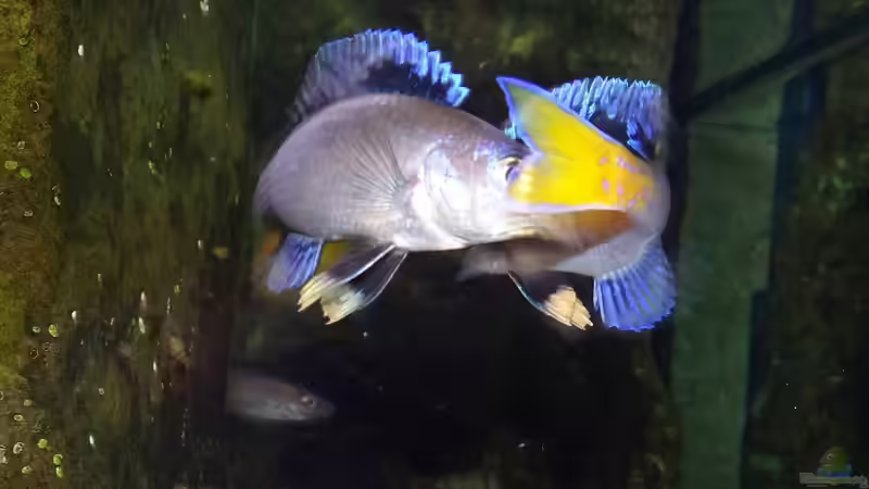 Besatz im Aquarium Die hängenden Felsen von Mpulungu von ravaka (167)