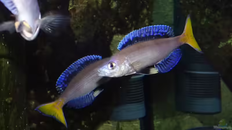 Besatz im Aquarium Die hängenden Felsen von Mpulungu von ravaka (169)
