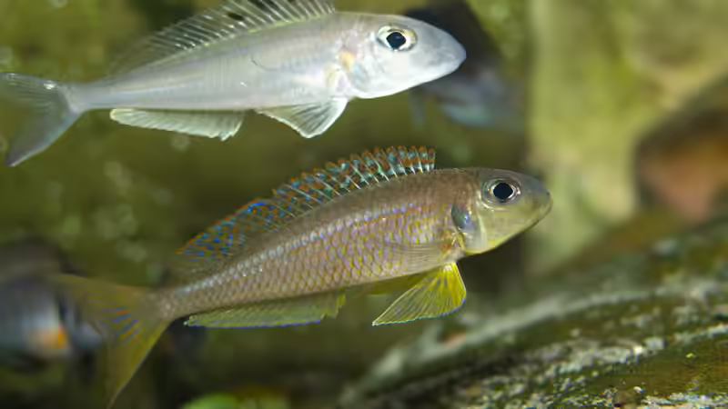 Besatz im Aquarium Die hängenden Felsen von Mpulungu von ravaka (170)