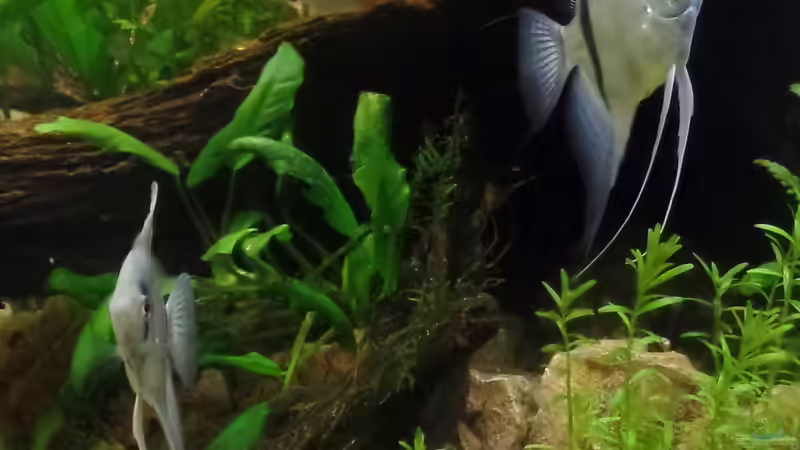 Besatz im Aquarium Die Herausforderung von raubsau (153)