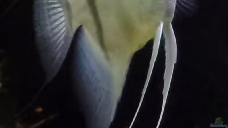 Besatz im Aquarium Die Herausforderung von raubsau (155)