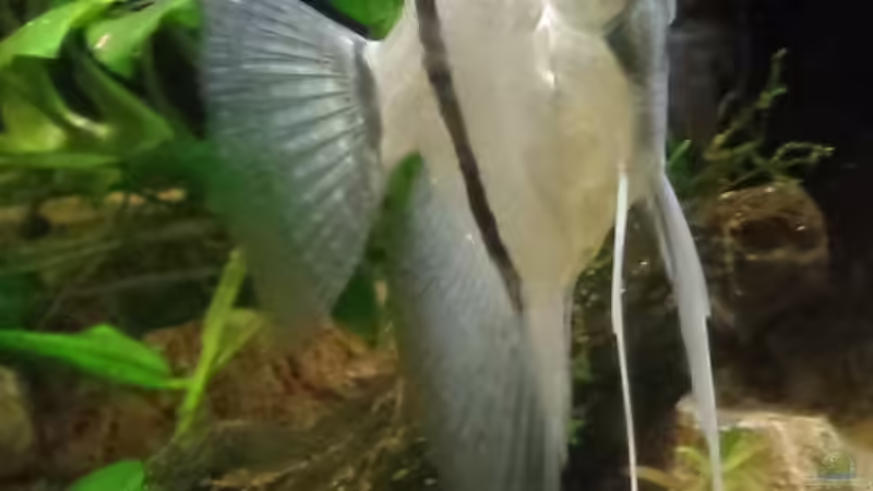 Besatz im Aquarium Die Herausforderung von raubsau (158)