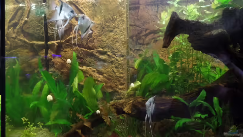 Besatz im Aquarium Die Herausforderung von raubsau (159)