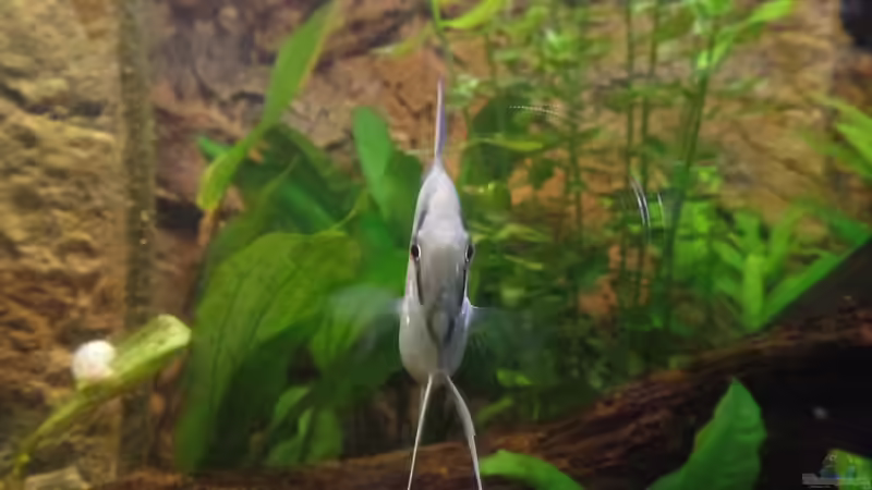 Besatz im Aquarium Die Herausforderung von raubsau (160)