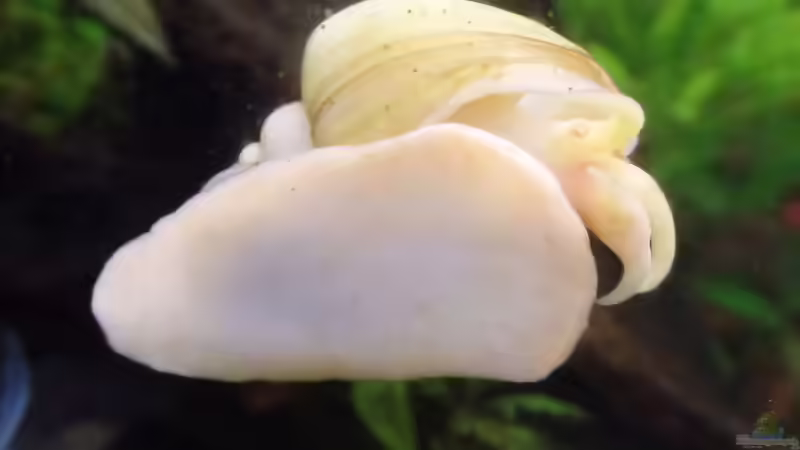 Besatz im Aquarium Die Herausforderung von raubsau (161)