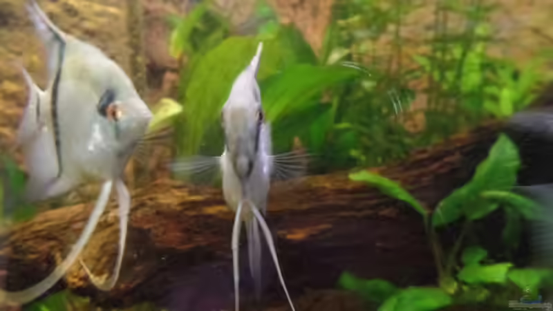 Besatz im Aquarium Die Herausforderung von raubsau (162)