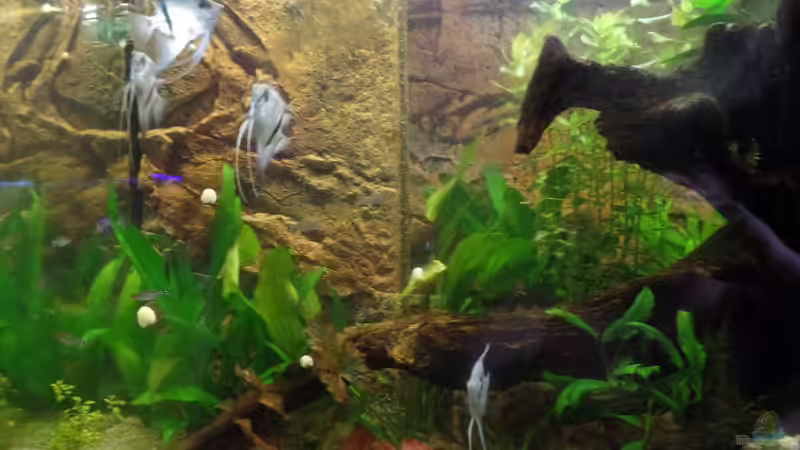 Besatz im Aquarium Die Herausforderung von raubsau (163)