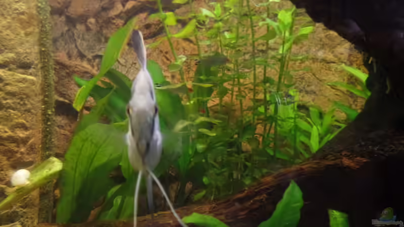 Besatz im Aquarium Die Herausforderung von raubsau (164)