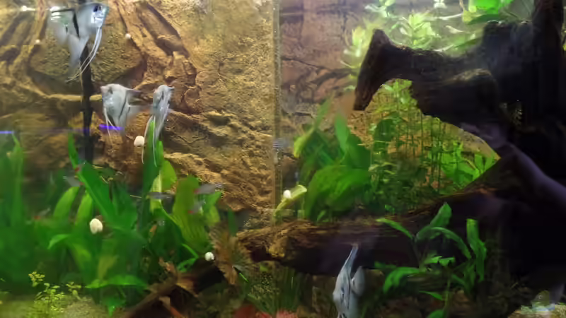 Besatz im Aquarium Die Herausforderung von raubsau (165)