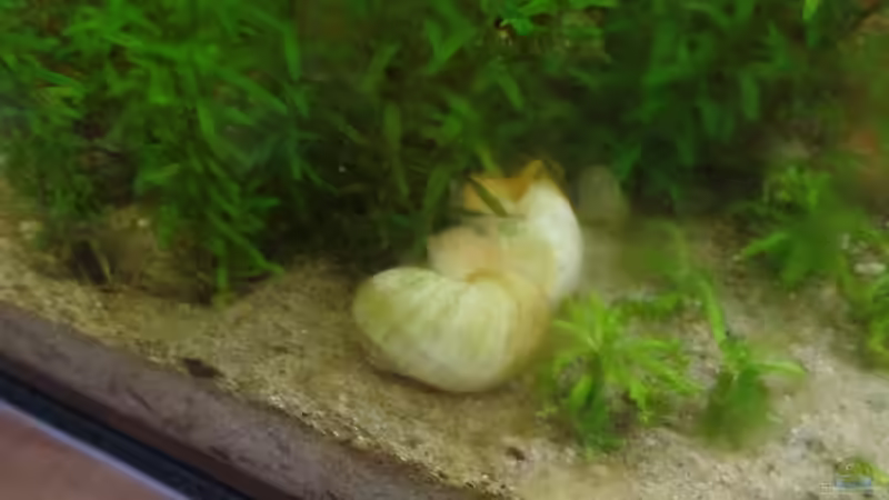 Besatz im Aquarium Die Herausforderung von raubsau (166)