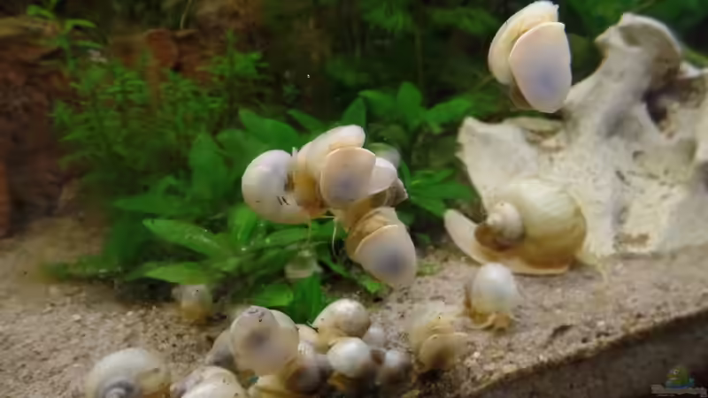 Besatz im Aquarium Die Herausforderung von raubsau (172)