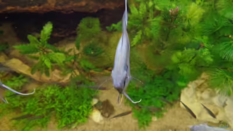 Besatz im Aquarium Die Herausforderung von raubsau (173)