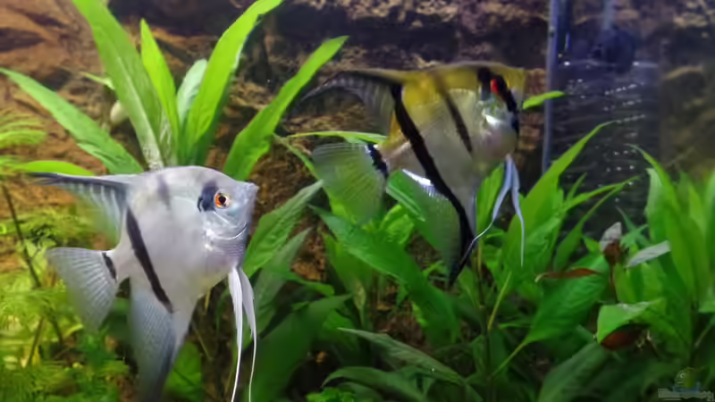 Besatz im Aquarium Die Herausforderung von raubsau (174)