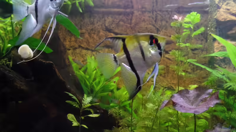 Besatz im Aquarium Die Herausforderung von raubsau (175)