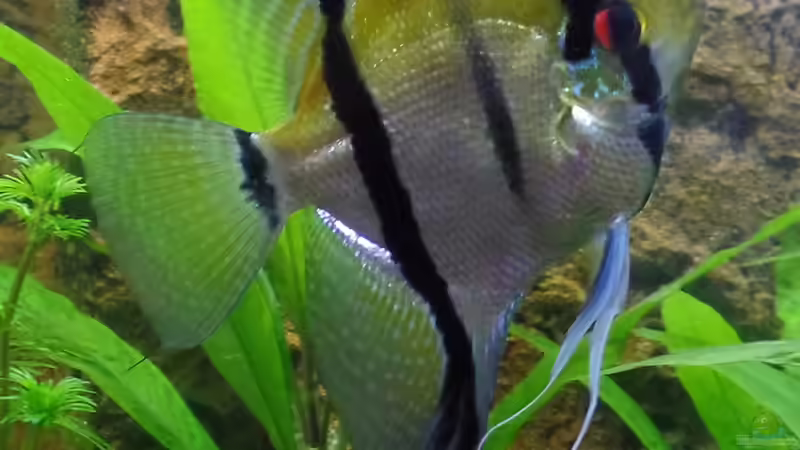 Besatz im Aquarium Die Herausforderung von raubsau (176)